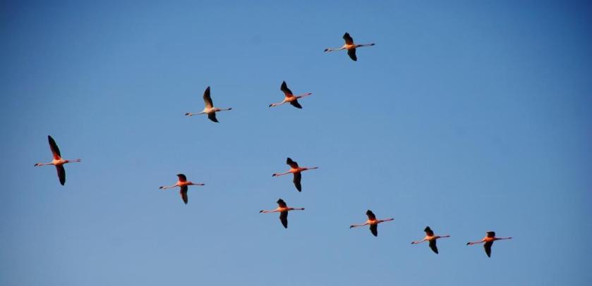 “Lesser Flamingo” by Nikunj vasoya, CC BY-SA 3.0 via Wikimedia Commons