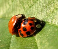 ramirezies herenbeessies