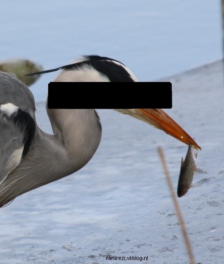 reiger onherkenbaar