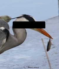 reiger onherkenbaar