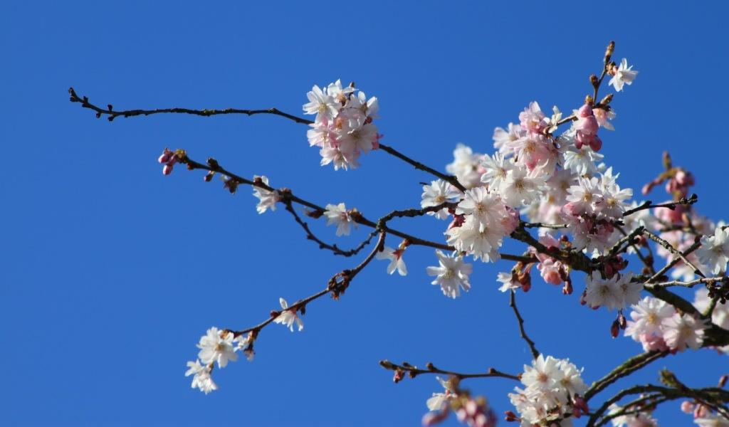 Het is lente, de knopjes zitten aan de&nbsp;bomen