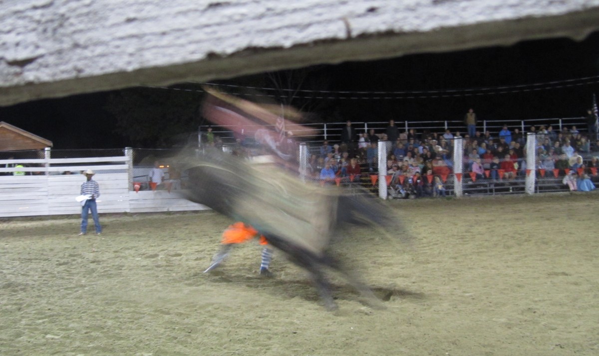 Weekly Photo Challenge: unfocused (3) Bull&nbsp;Flash