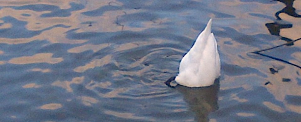 Kijk, die met die lange nek, da’s nou een&nbsp;zwaan