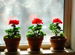 geraniums