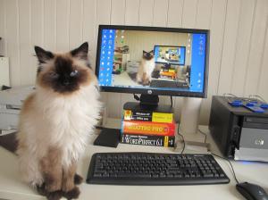 Kareltje - photo (c) Plopje 2016