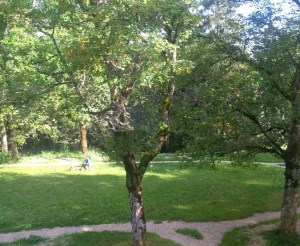 Photo (c) 2016 A. Dapie, Boom met man en zonnetje