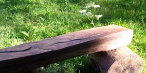 Foto: (c) 2016 A. Dapie, stronkje met een plekje zon