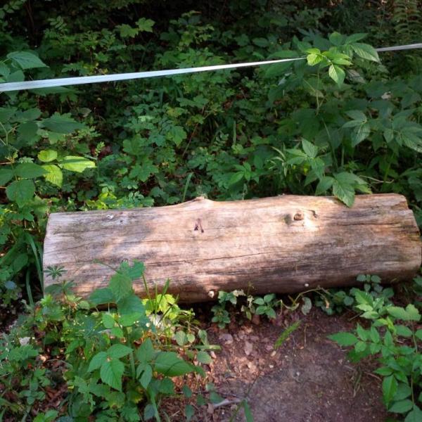 Photo (c) 2016 A. Dapie, Stronk met lint