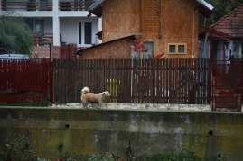 Hond in Roemenie, foto niet van Pawi noch Chaperon, maar van ene llulila