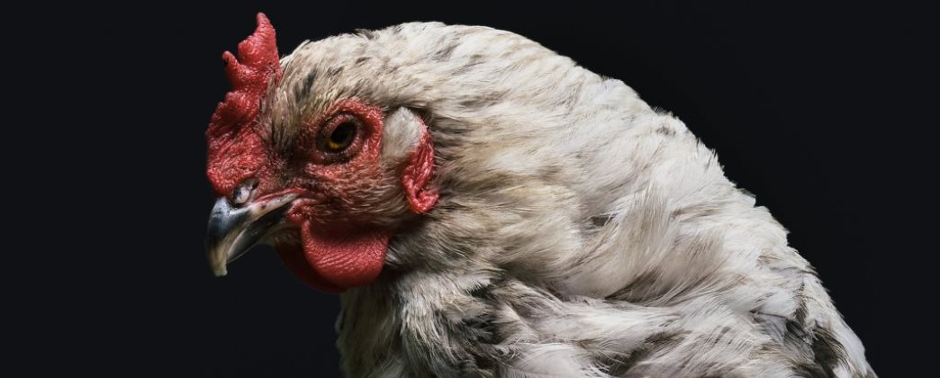 Ik wilde over het kleine geluk schrijven&nbsp;(136)