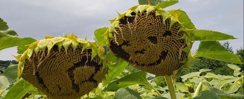 Zwaaien naar de zonnebloemen&nbsp;(172)