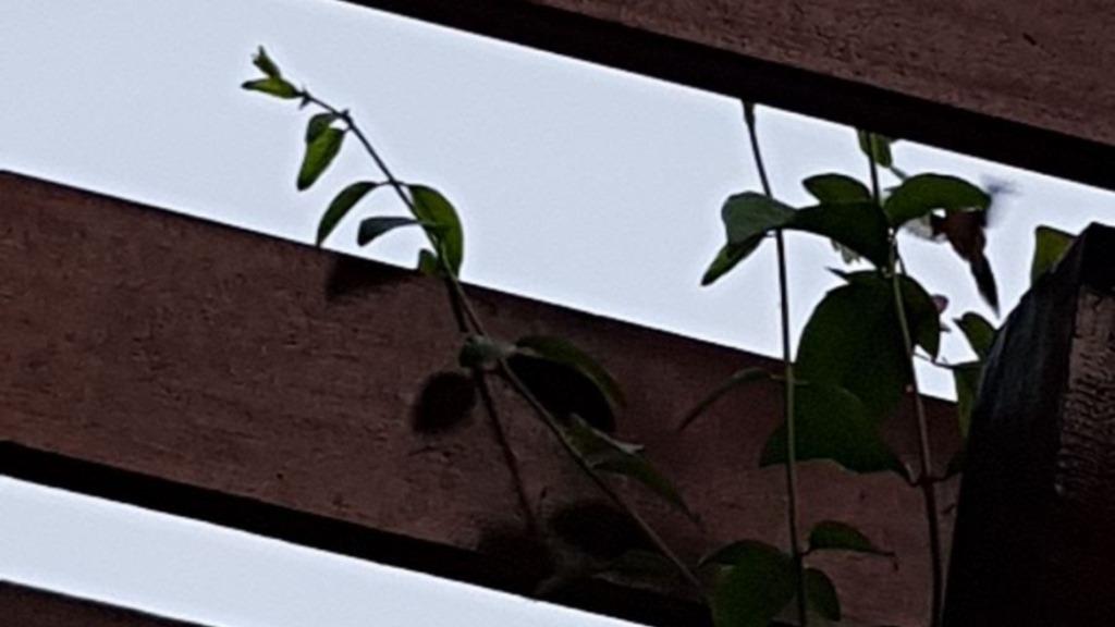 Wat ik vind van de&nbsp;kolibrie