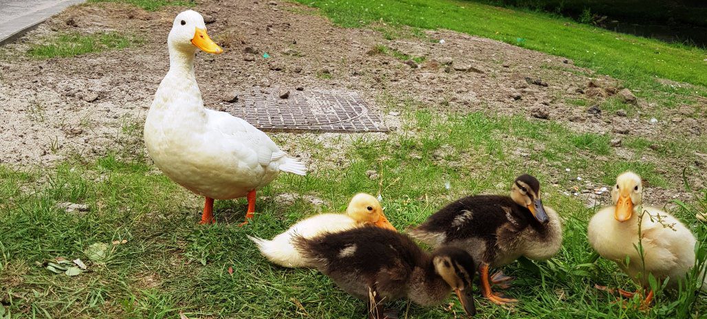 Het tweehonderdste intro&nbsp;(200)