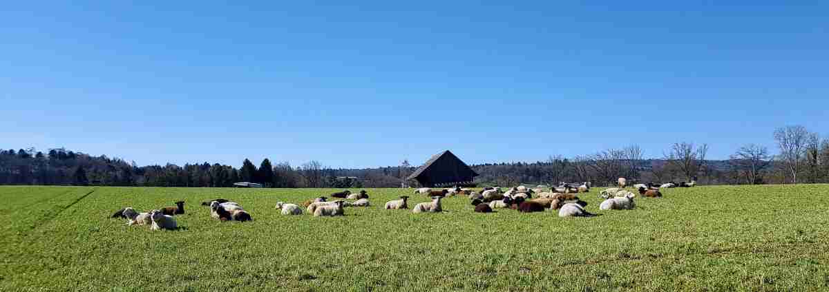 Schapen van de andere kant&nbsp;(269)